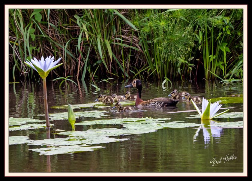 White-faced Whistling Duck
