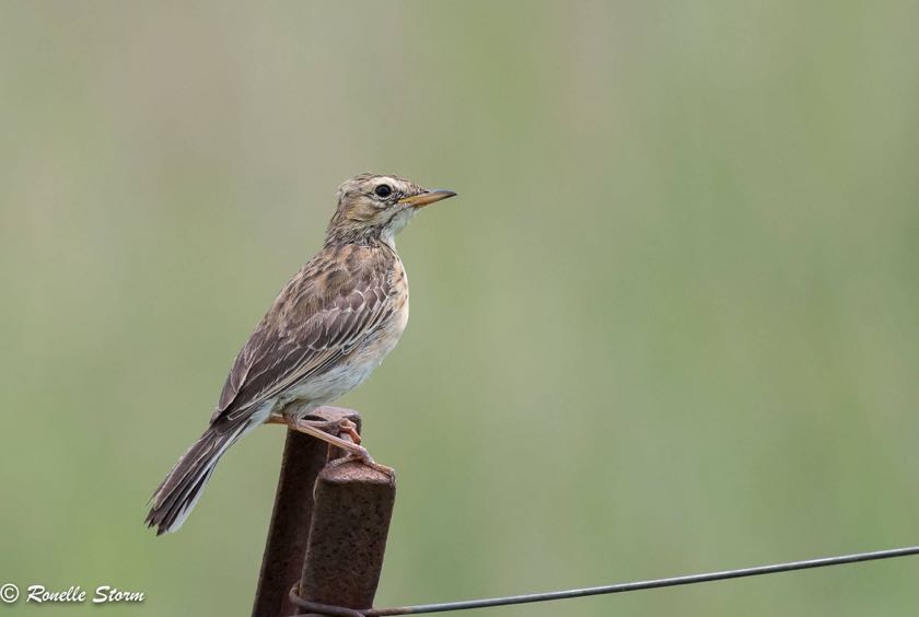 Plain-backed Pipit