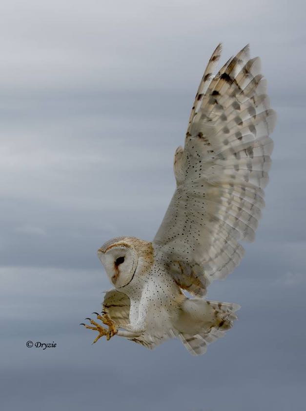 Barn Owl