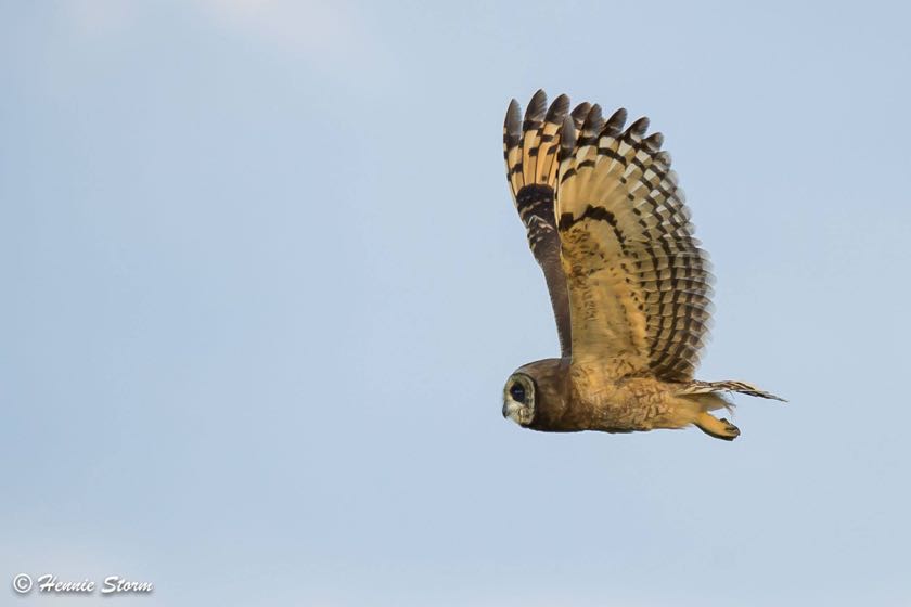 Marsh Owl