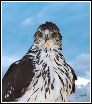 African Hawk-Eagle