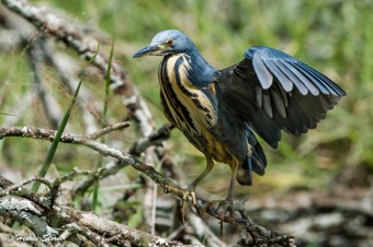 Dwarf Bittern