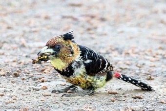 Crested Barbet