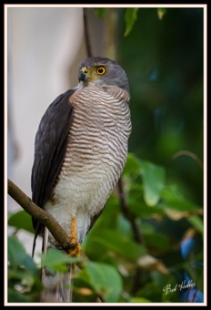 Little Sparrowhawk