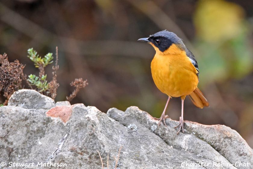 Chorister Robin-Chat