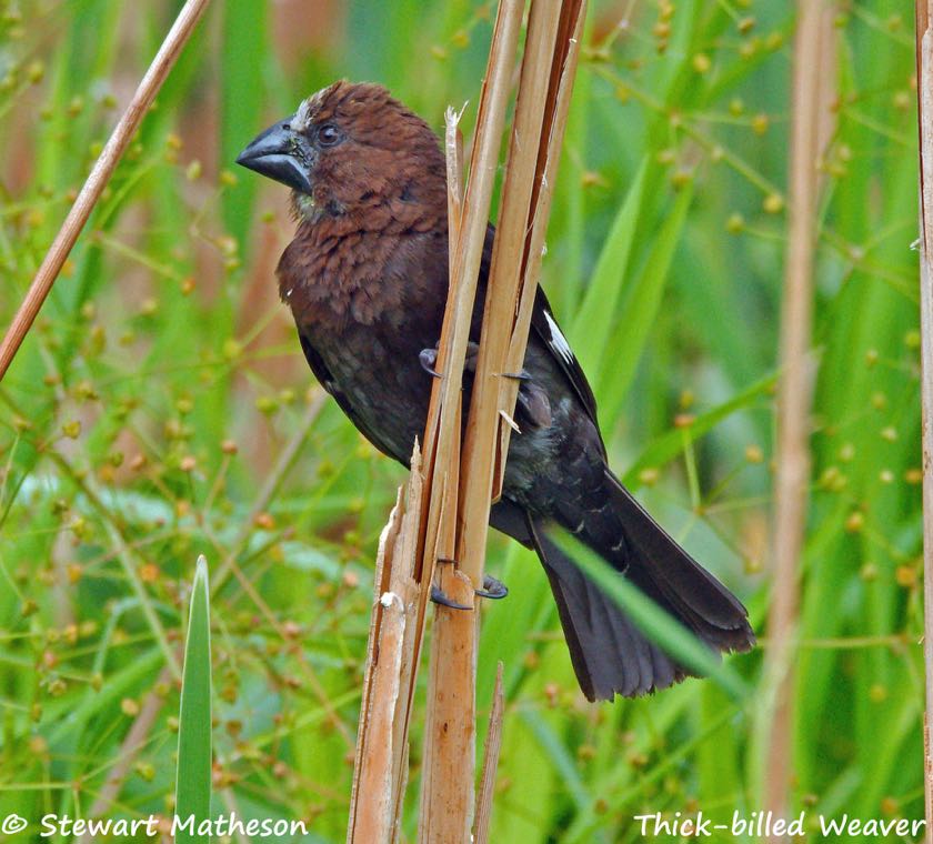 Thick-billed Weaver