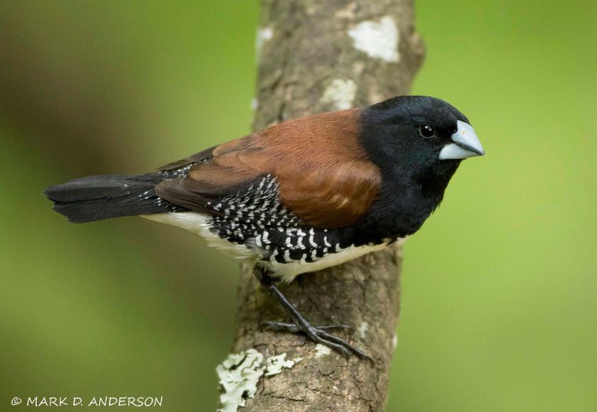Red-backed Mannikin