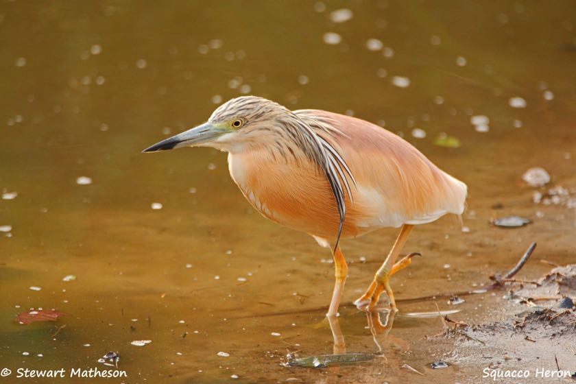Squacco Heron