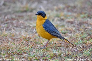 Chorister Robin-Chat