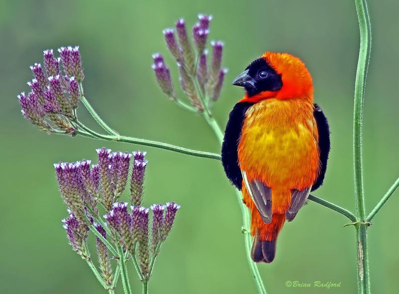 Southern Red Bishop