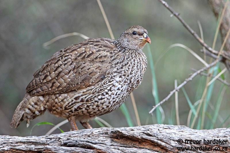 Natal Spurfowl