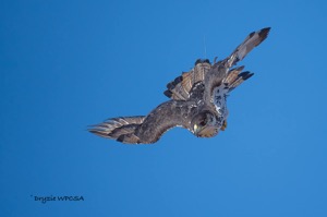 African Hawk Eagle
