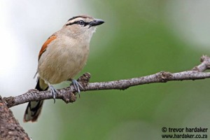Brown-crowned Tchagra
