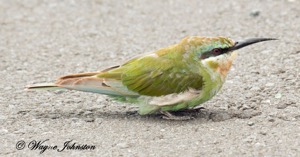 Blue-cheeked Bee-eater