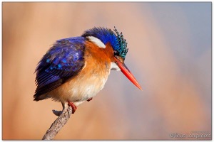 Malachite Kingfisher