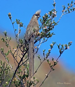 Speckled Mousebird