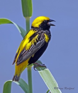 Yellow-crowned Bishop