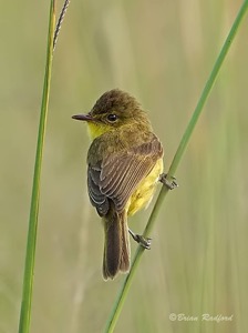 Dark-capped Yellow Warbler