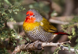 Green-winged Pytilia