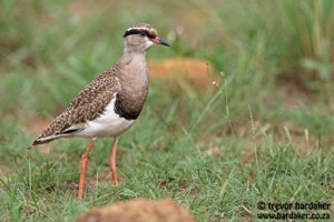 Crowned Lapwing