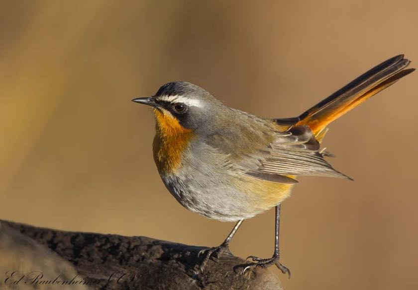 Cape Robin-Chat