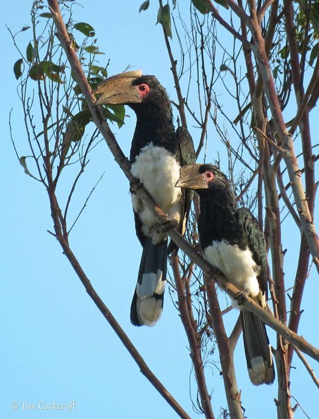 Trumpeter Hornbill