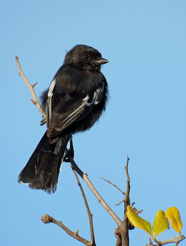 Southern Black Tit