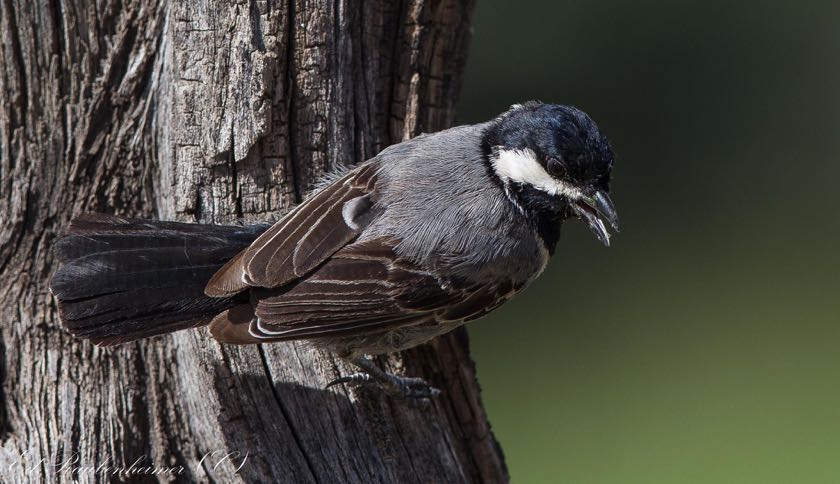 Southern Black Tit
