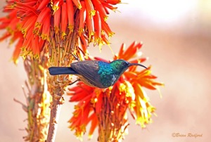 Greater Double-collared Sunbird