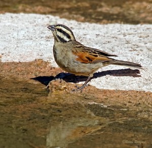 Cape Bunting