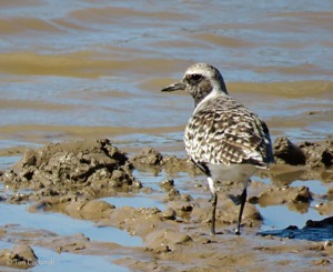 Grey Plover