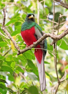 Narina Trogon