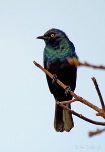 Black-bellied Starling