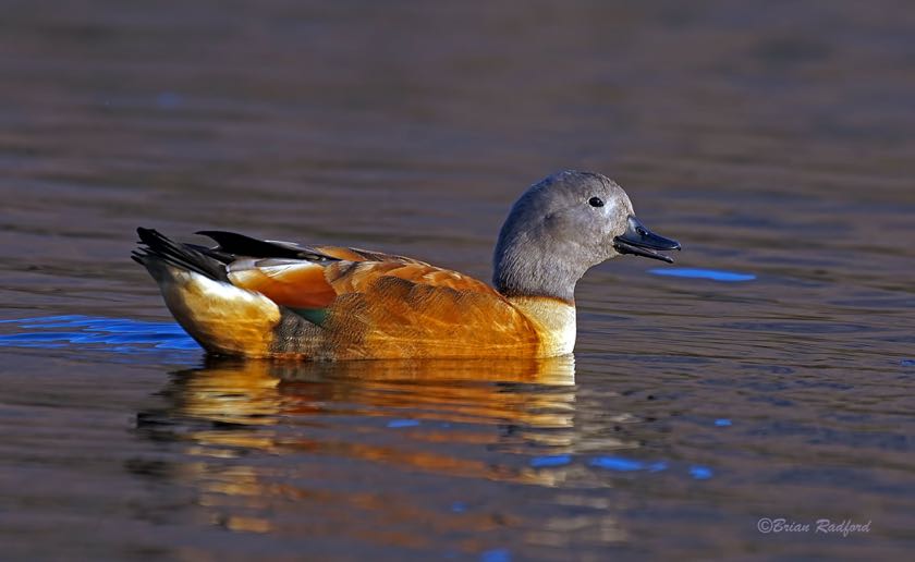 South African Shelduck