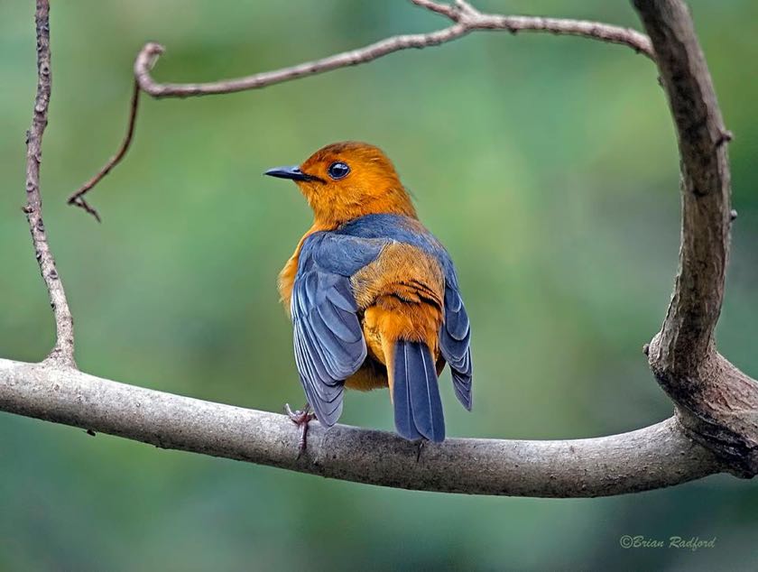 Red-capped Robin-Chat