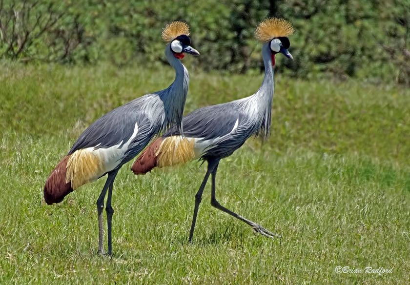 Grey Crowned Crane