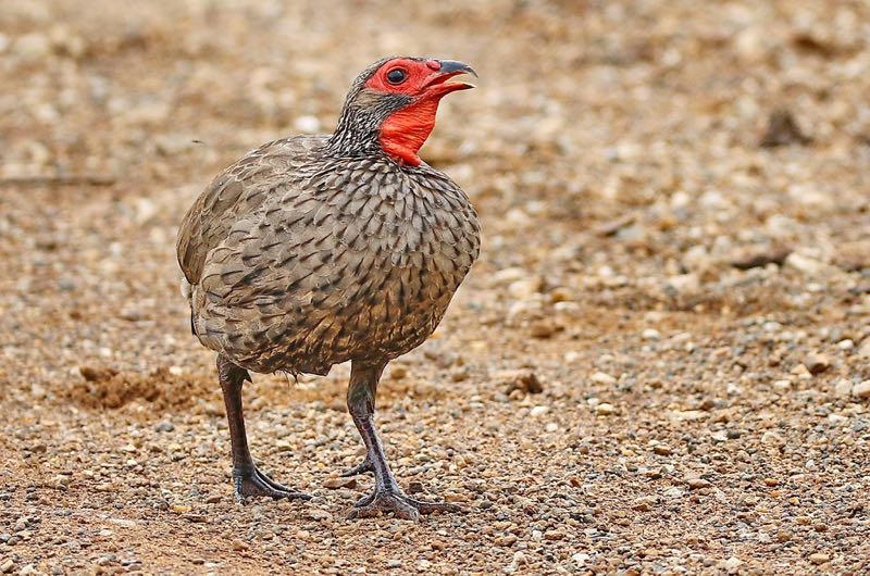 Swainsons Spurfowl