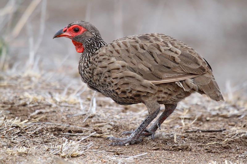 Swainsons Spurfowl