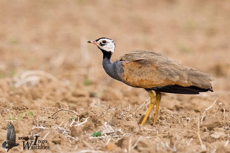 Adult male Blue Korhaan
