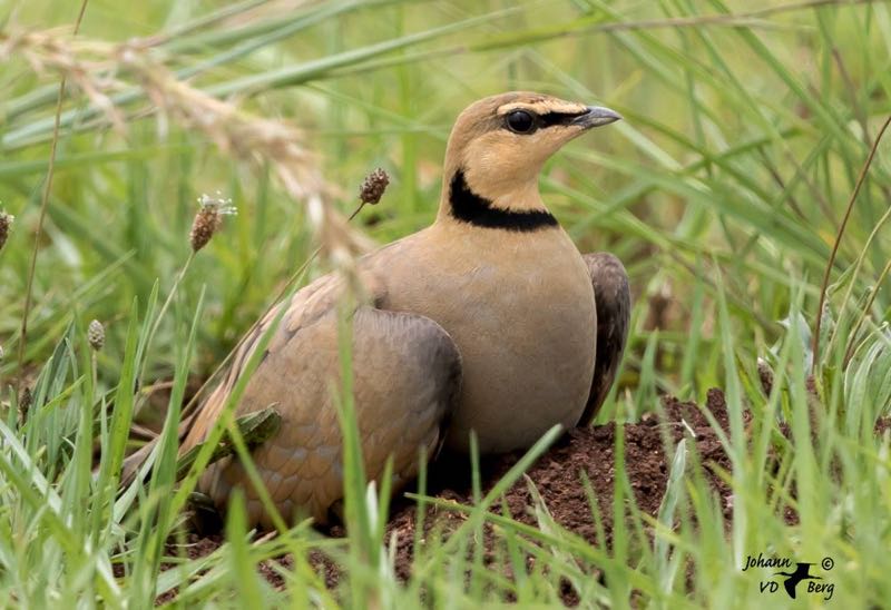 Yellow-throated Sandgrouse