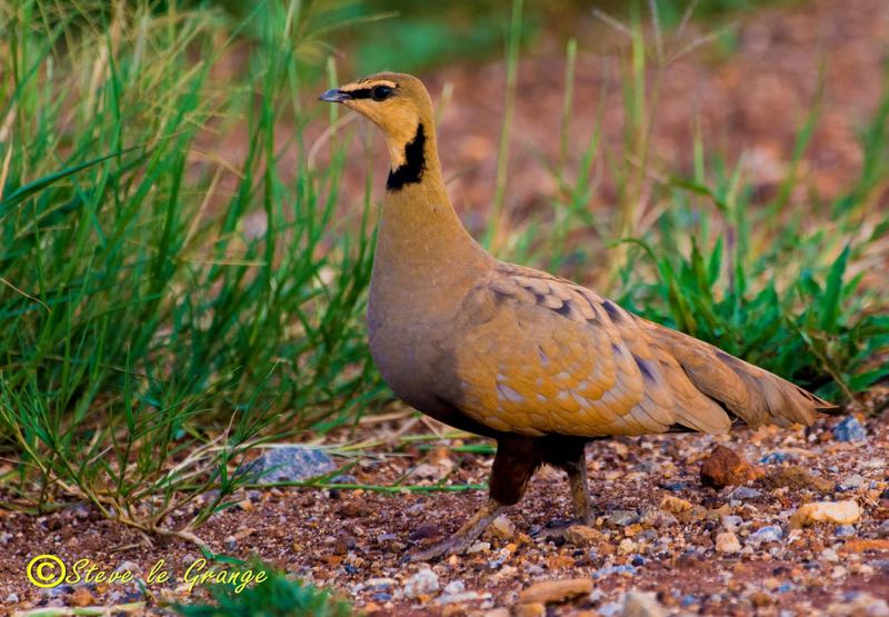 Yellow-throated Sandgrouse