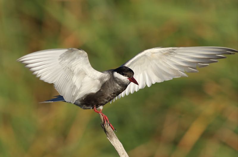 Whiskered Tern