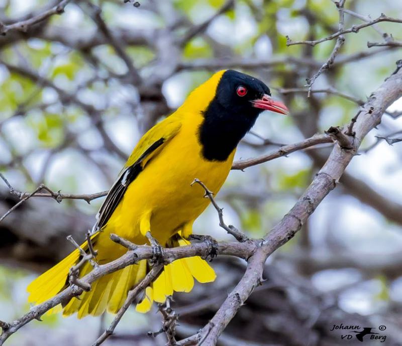 Black-headed Oriole