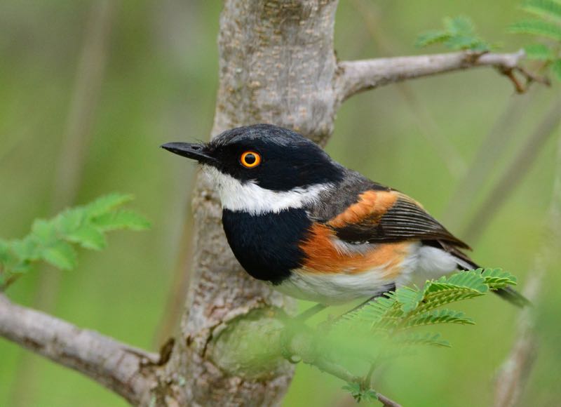 Cape Batis