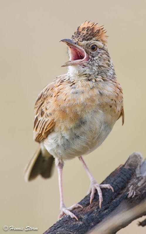 Rufous-naped Lark