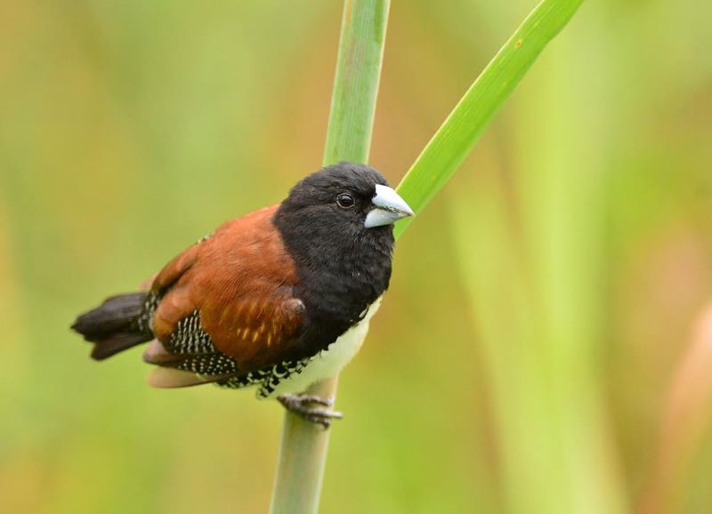 Red - Backed Mannikin