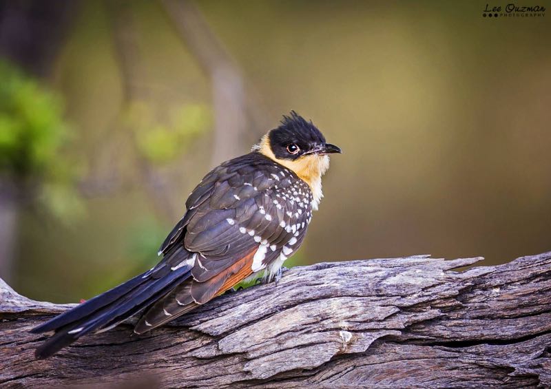 Great Spotted Cuckoo