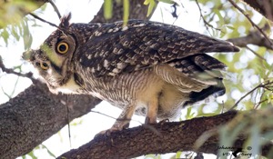 Spotted Eagle-Owl