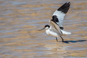 Avocet