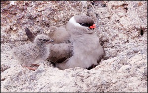 Rock Pratincole with chick
